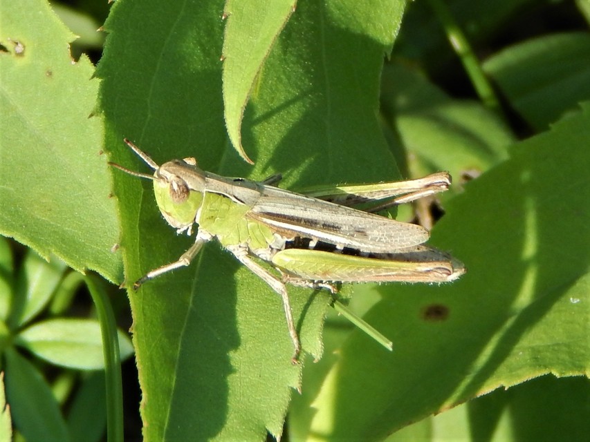 Chorthippus dorsatus - hátas rétisáska