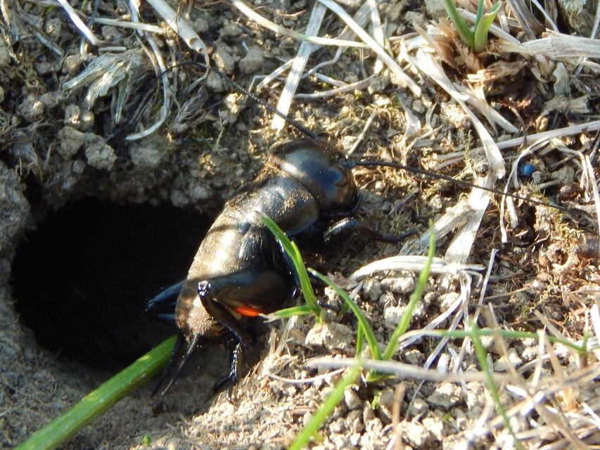 Gryllus campestris - mezei tücsök