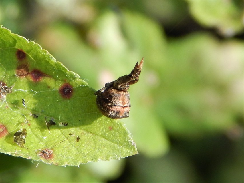 Hyptiotes paradoxus - furcsapók