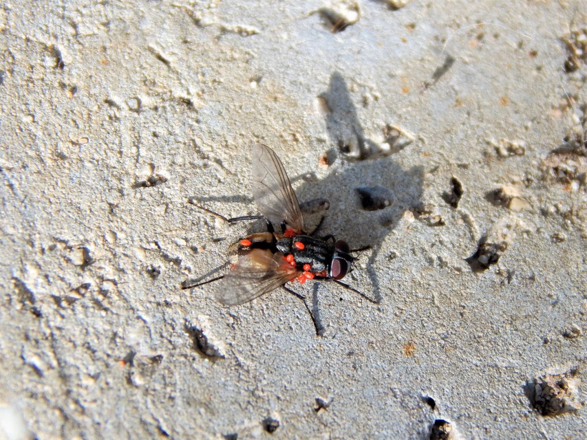 Musca domestica - házi légy