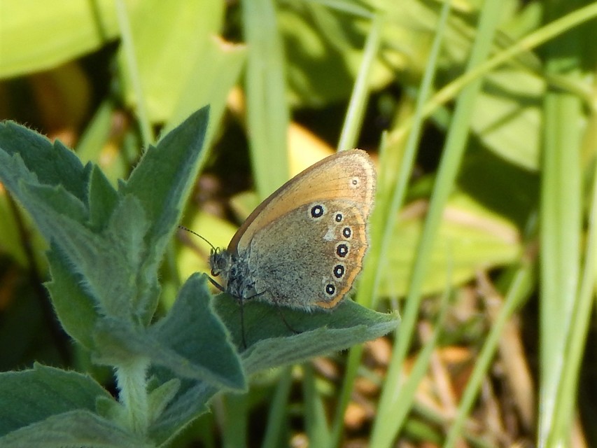 Coenonympha glycerion - közönséges szénalepke
