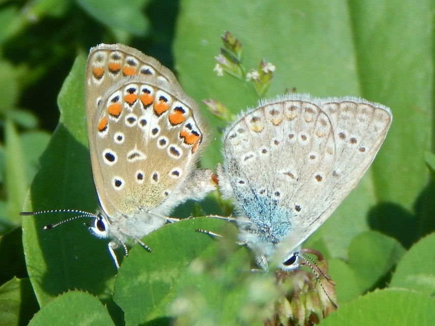 Polyommatus icarus - közönséges boglárka