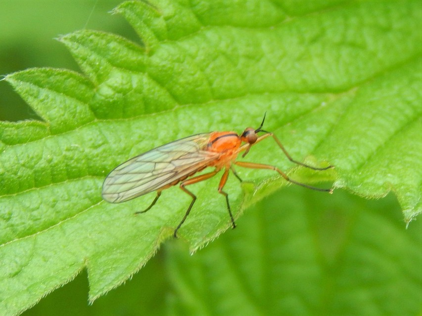 Empis