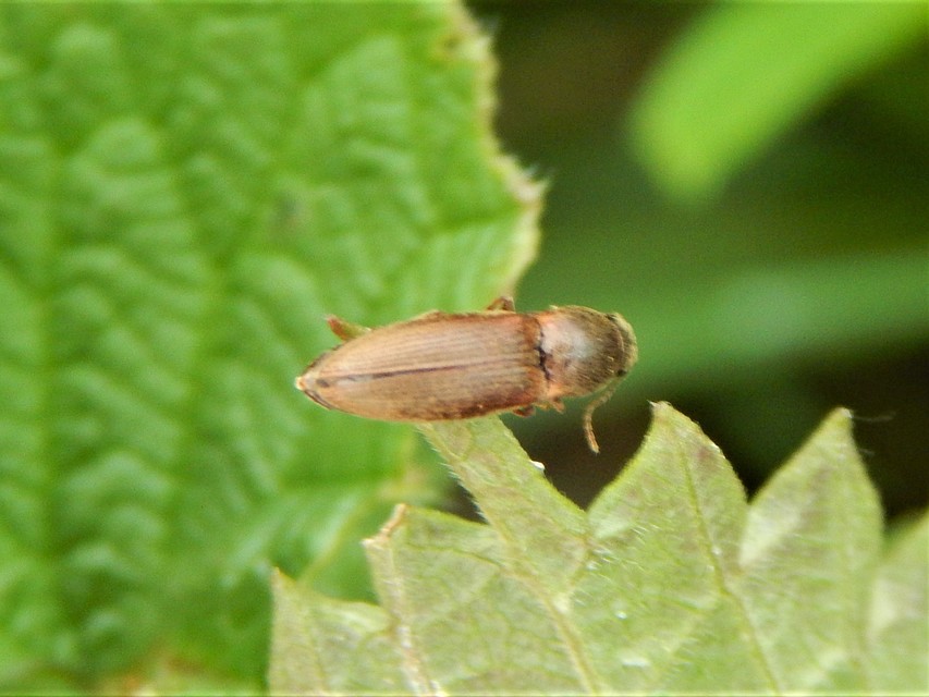 Elateridae - pattanóbogárfélék