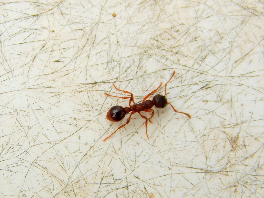 Myrmica rubra - közönséges bütyköshangya