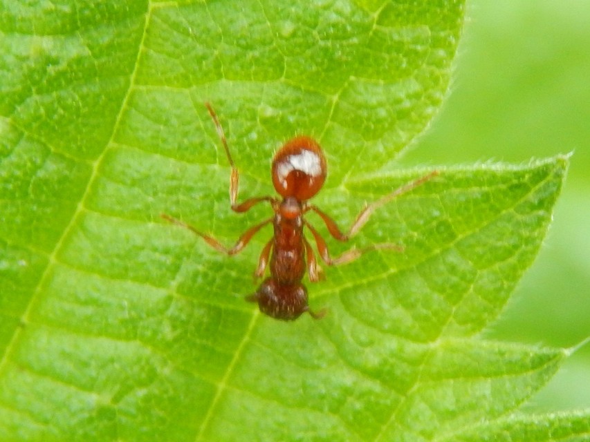 Myrmica