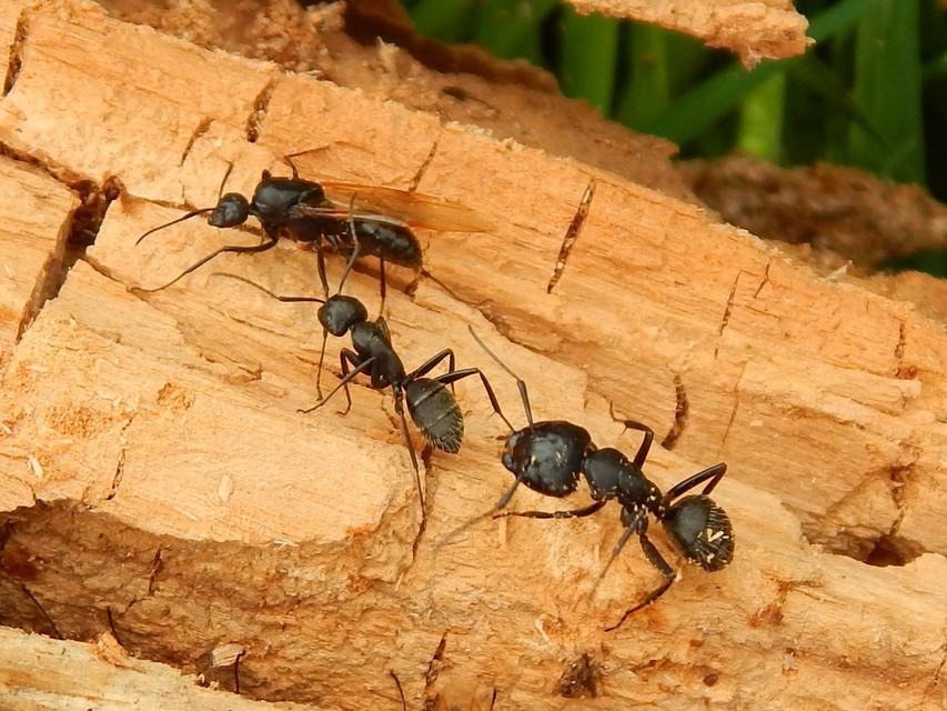 Camponotus vagus - fekete lóhangya