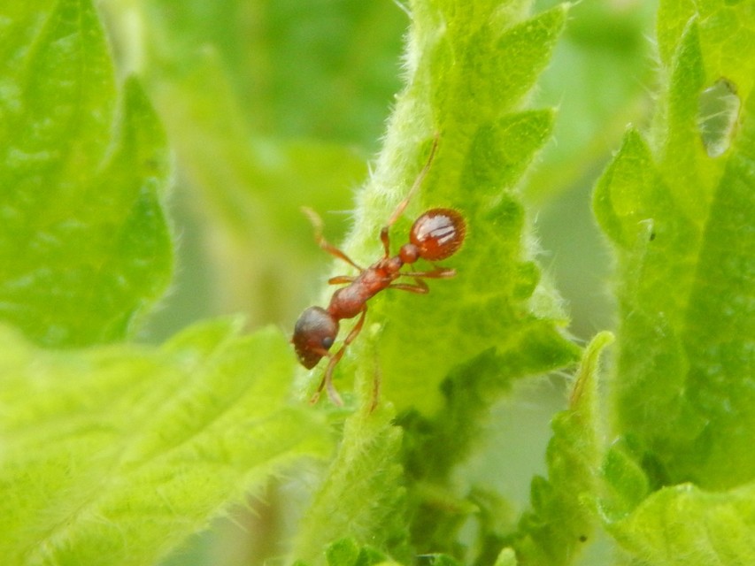 Myrmica