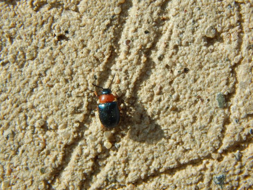 Gastrophysa polygoni - paraj-levélbogár