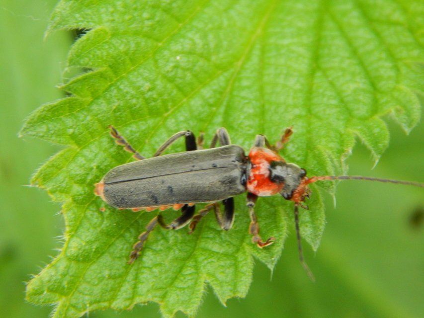 Cantharis fusca - közönséges lágybogár