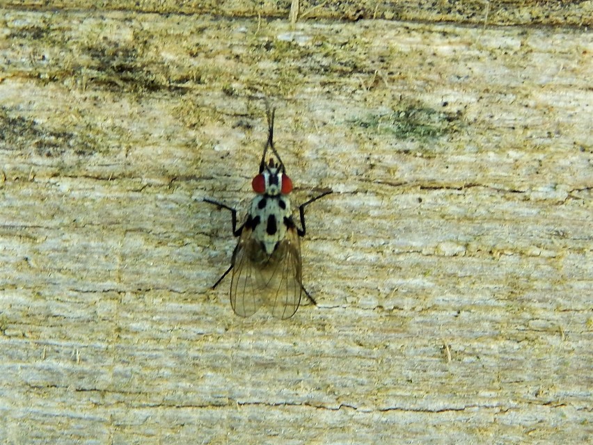 Anthomyiidae - viráglegyek