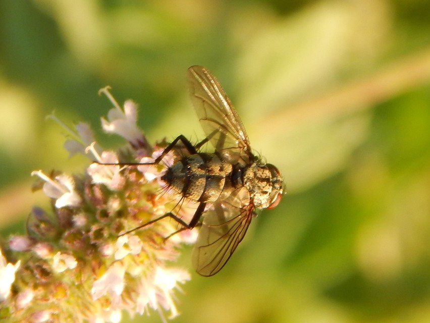 Tachinidae - fürkészlegyek