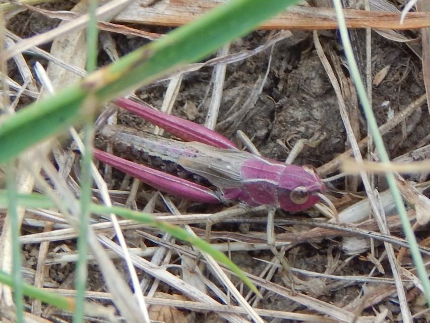 Pseudochorthippus parallelus - közönséges rétisáska