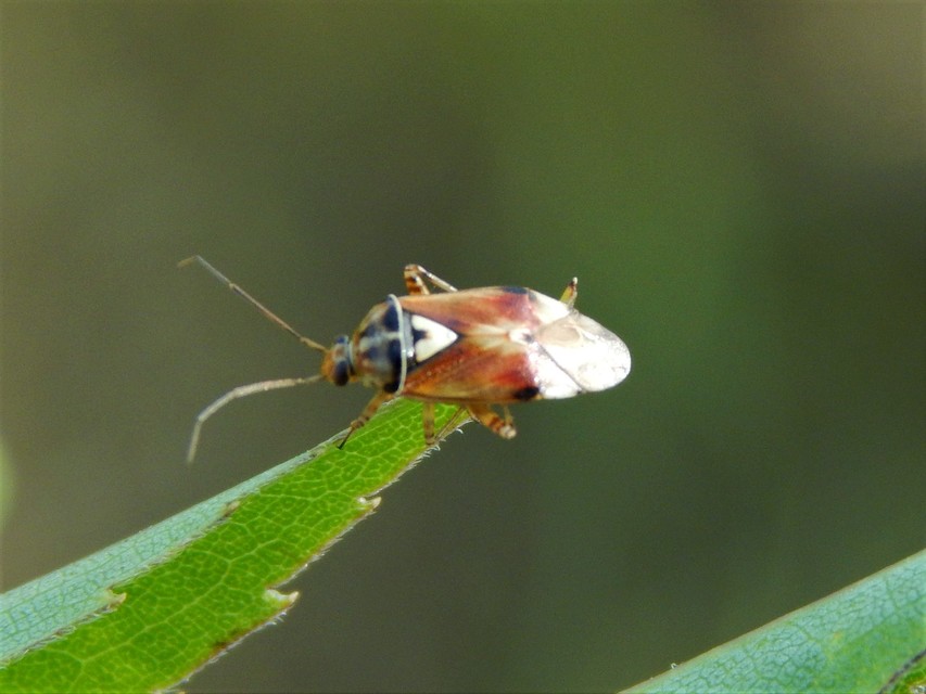 Lygus pratensis - változó mezeipoloska