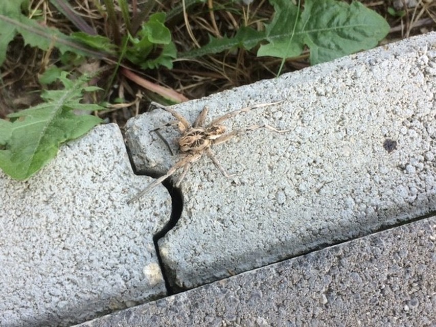 Geolycosa vultuosa - pokoli cselőpók