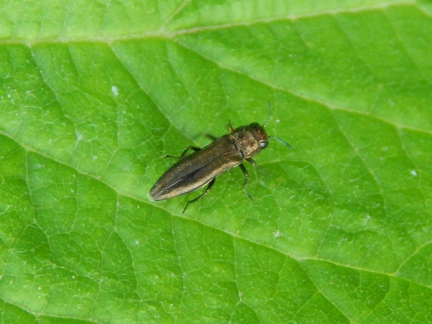 Agrilus