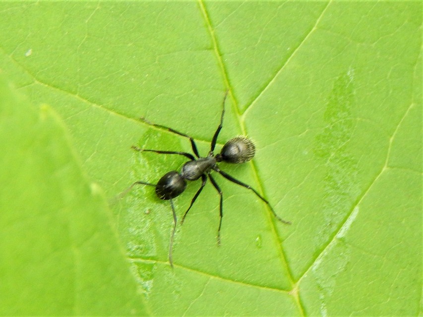 Camponotus vagus - fekete lóhangya