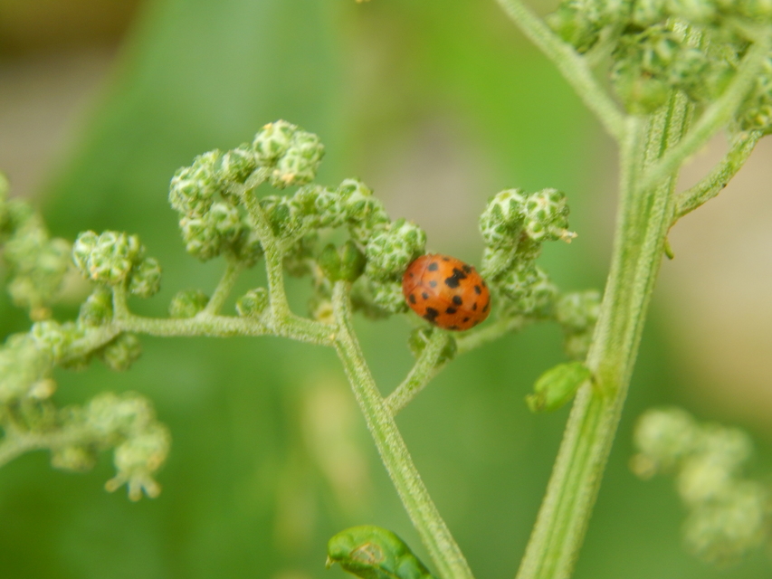 Subcoccinella vigintiquatuorpunctata - lucernaböde