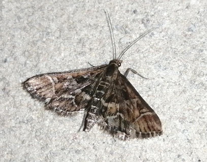 Diasemia reticularis - betűmintás tűzmoly
