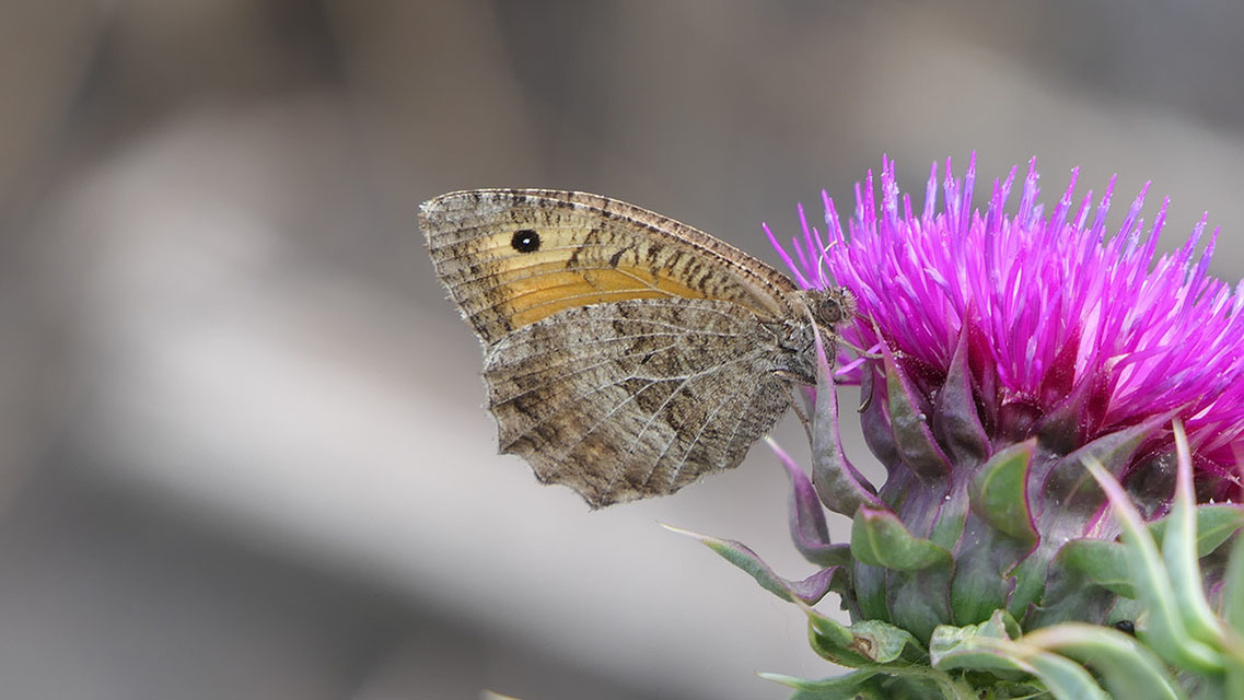 Arethusana arethusa - közönséges szemeslepke