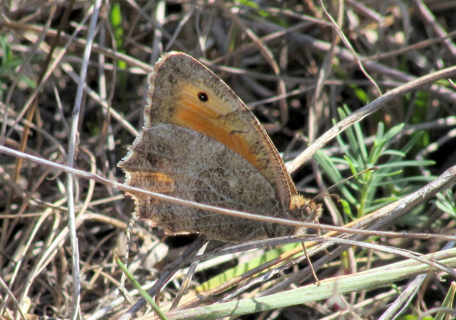 Arethusana arethusa - közönséges szemeslepke