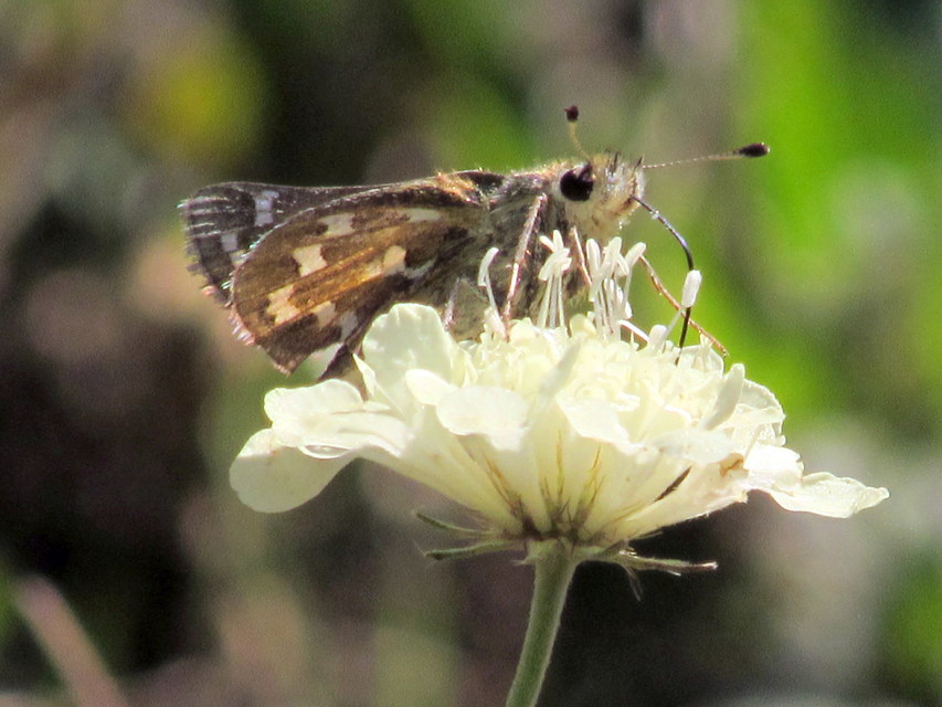 Hesperia comma - vesszős busalepke