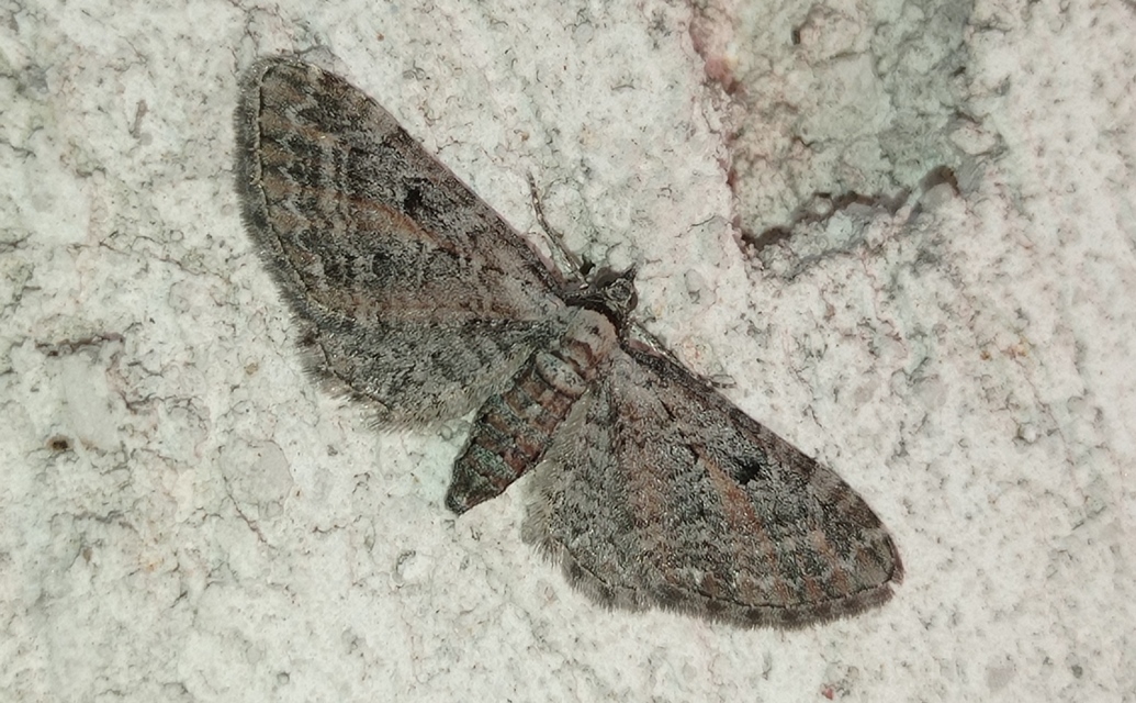 Eupithecia icterata - rozsdafoltos törpearaszoló