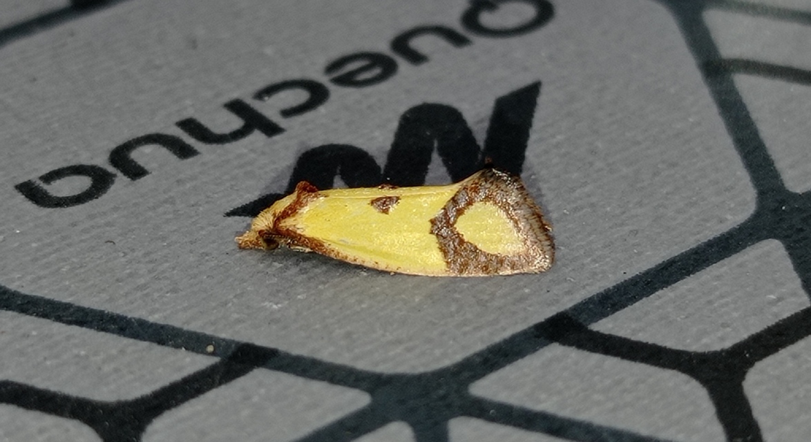 Agapeta zoegana - barnacsíkos sárgamoly