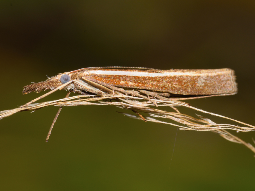 Agriphila
