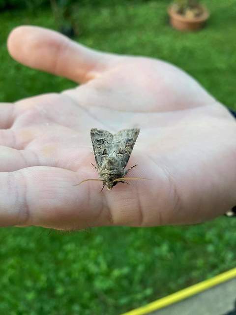 Agrotis bigramma - kétjegyű földibagoly