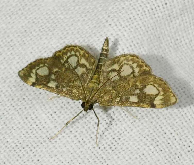 Anania coronata - koronás dudvamoly