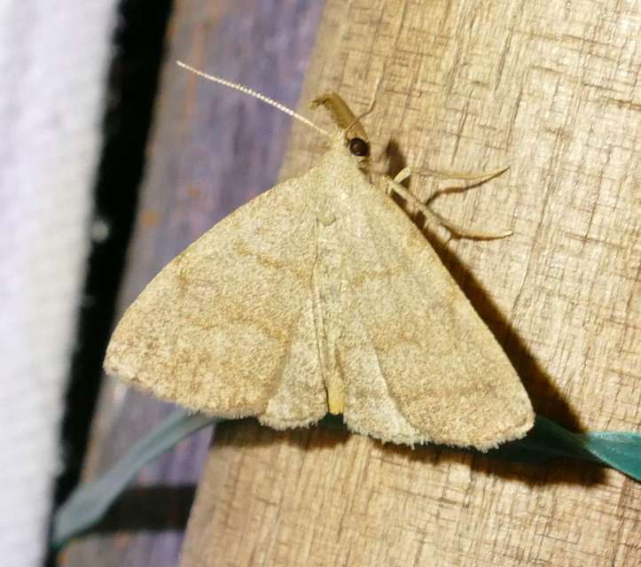 Pechipogo strigilata - hosszúcsápú karcsúbagoly