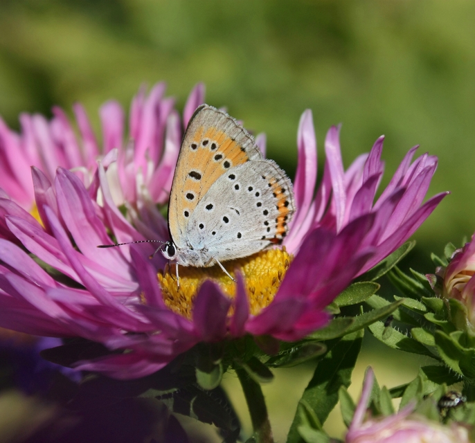 Lycaena dispar rutilus - nagy tűzlepke