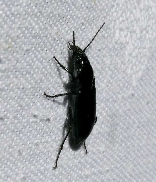 Pterostichus anthracinus - fekete gyászfutó