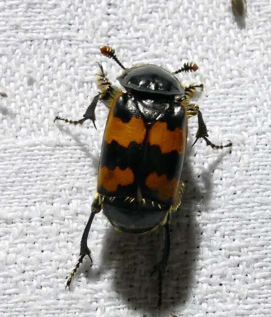 Nicrophorus vespillo - közönséges temetőbogár