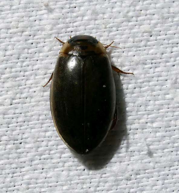 Rhantus suturalis - gyakori particsíkbogár