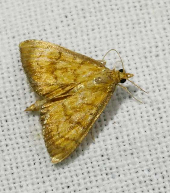 Ecpyrrhorrhoe rubiginalis - rozsdavörös tűzmoly