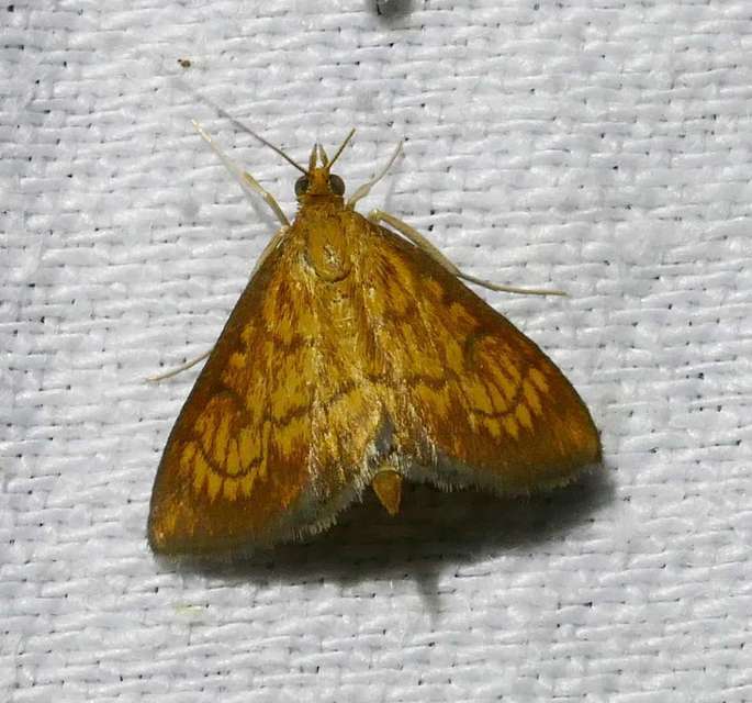 Ecpyrrhorrhoe rubiginalis - rozsdavörös tűzmoly