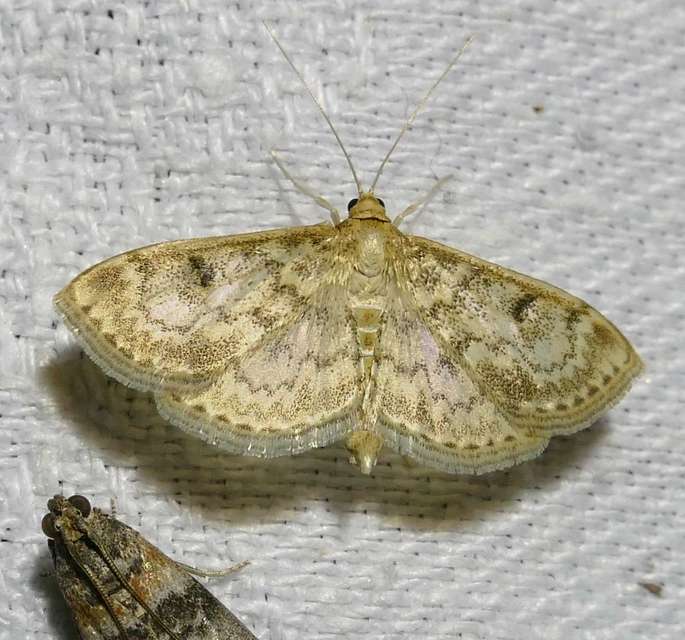 Anania perlucidalis - lápréti tűzmoly