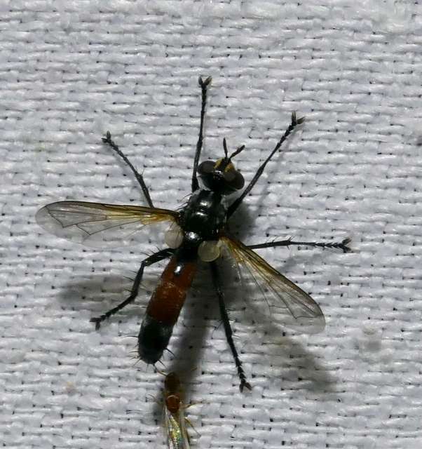 Cylindromyia intermedia