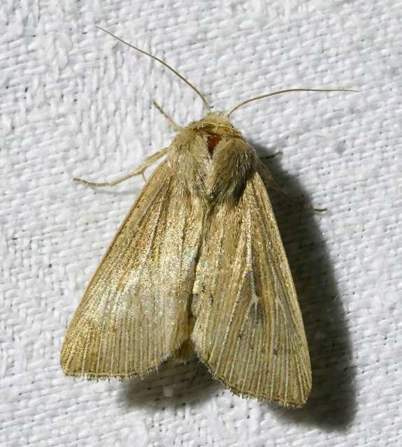 Leucania obsoleta - pontozott rétibagoly