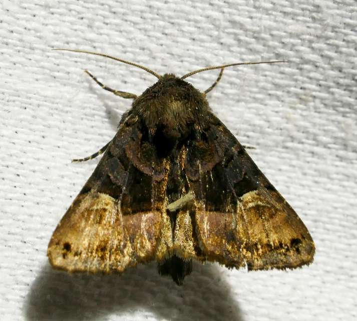 Euplexia lucipara - szeder-csipkésbagoly