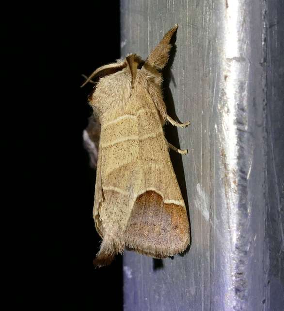 Clostera curtula - rövidszárnyú levélszövő