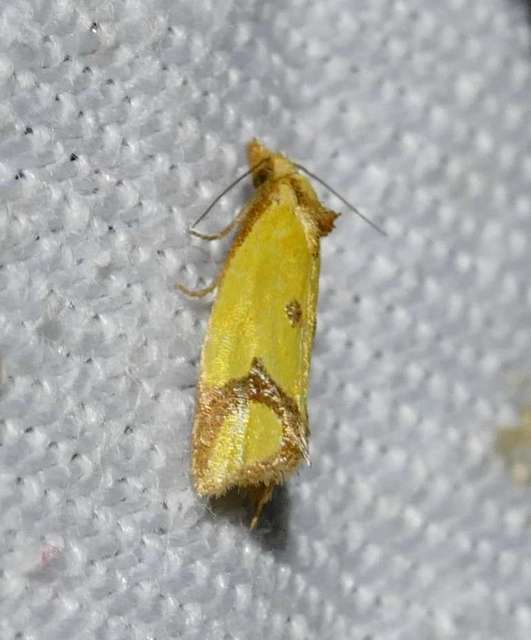 Agapeta zoegana - barnacsíkos sárgamoly