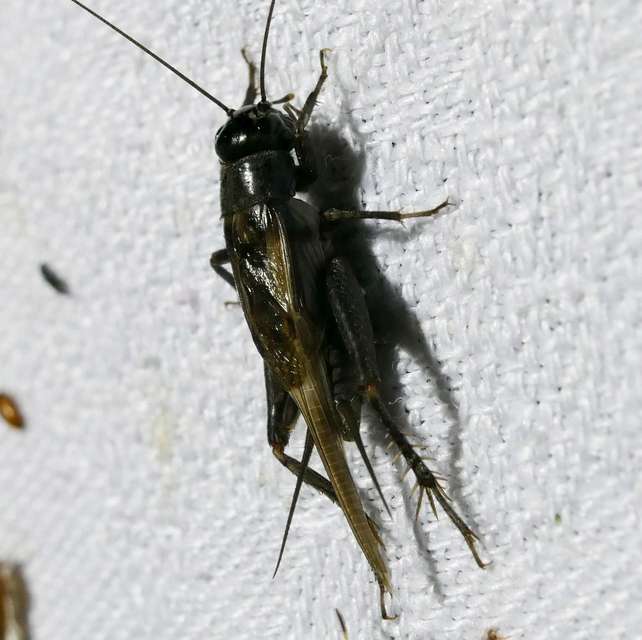 Eumodicogryllus bordigalensis - bordói tücsök