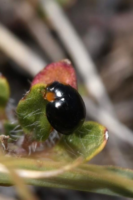 Parexochomus nigromaculatus - egyszínű szerecsenkata