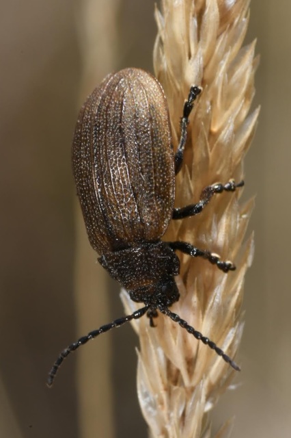 Galeruca pomonae - barna olajosbogár
