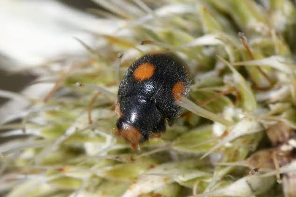 Platynaspis luteorubra - négypettyes szerecsenkata