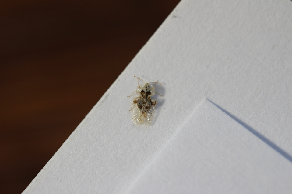 Corythucha arcuata - tölgy-csipkéspoloska