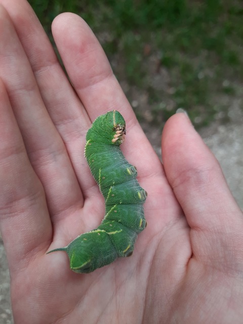 Marumba quercus - tölgyfaszender